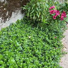 Image result for Lysimachia djalonis