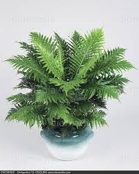 Image result for Blechnaceae