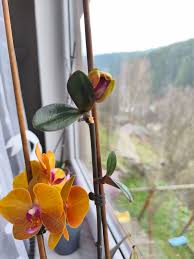 Image result for puklice na orchideích obrázek