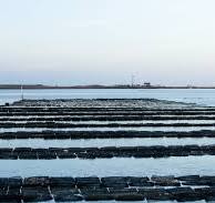 Oyster Farm | Guerrero Negro | Baja Shellfish Farms