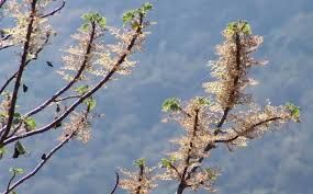 Image result for Obetia