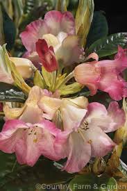 Rhododendron Gretsel Syn Gretzel Rhododendron Bureavii X Fabia A Compact Bush Notable For The Large Calyces Of It Flowers Rhododendron Pink Flowers