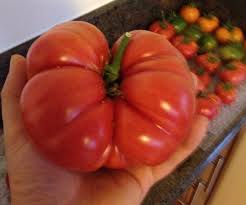 Also known as red ponderosa or crimson cushion, it produces large meaty, slightly pleated, red tomatoes on vigorous vines. What My Customers Say