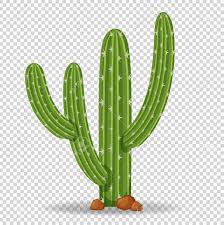 Please use and share these clipart pictures with your friends. Cactus Tree On Transparent Background Illustration Royalty Free Cliparts Vectors And Stock Illustration Image 78000122