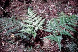 Image result for Arachniodes webbiana