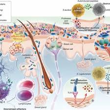We did not find results for: Valerie Cenizo Skin Biology Manager Phd R D