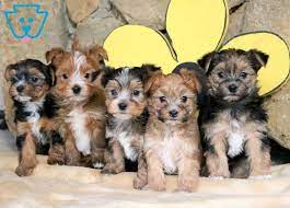 Maybe you would like to learn more about one of these? Jojo Morkie Puppy For Sale Keystone Puppies