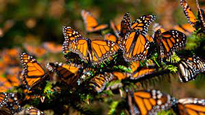 Vehiculos Cortan Vuelo De Mariposa Monarca Punto U Universidad Autonoma De Nuevo Leon
