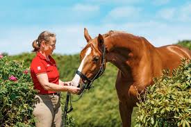 Isabell werth has competed in the olympics four times in 1992, 1996, 2000 and 2008. Fritzens Comeback Von Isabell Werths Bella Rose
