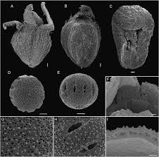 Image result for Hexasepalum sarmentosum