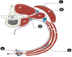 Image result for Superior Trunk Block