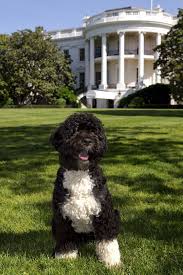 Maybe you would like to learn more about one of these? Hd Wallpaper Adult Black And White Standard Poodle White House Portuguese Water Dog Wallpaper Flare