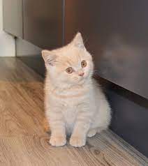 Cream British Shorthair Kitten Lenny British Shorthair Kitten Puppy And Kitten British Shorthair