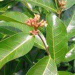 Image result for Landolphia owariensis