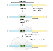 Once you find your worksheet, click on. Homework Help Dna Replication And Transcription Dna Replication And Rna Transcription Worksheet Answers