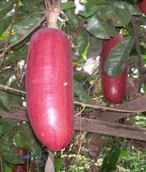 Pin On Exotic Fruit