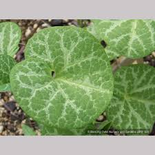 Image result for Aristolochia hockii