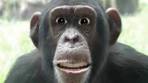 Bananen Lied - YouTube