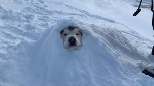 We Buried Phil Snow Dog Snowed Under Youtube