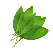 Kunyit merupakan tanaman yang hasil panennya sering diolah menjadi bubuk, dengan rasa pahit yang mengingatkan kita akan jahe. Turmeric Leaves Daun Kunyit 50g Market Place Sg