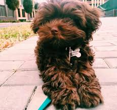 bolonka 4 dog breeds dogs breeds