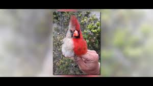 Maybe you would like to learn more about one of these? Rare Cardinal Appears Male On One Side Female On The Other Found In Texas Wthr Com