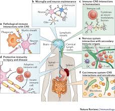 In biology, the nervous system is a highly complex part of an animal that coordinates its actions and sensory information by transmitting signals to and from different parts of its body. The Central Nervous System Privileged By Immune Connections Nature Reviews Immunology