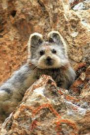 Rare Animal Dubbed As The Magic Rabbit Spotted For The First Time In 20 Years Rare Animals Unusual Animals Animals