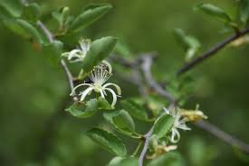 Image result for Grewia praecox