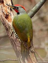 Pin On Woodpeckers