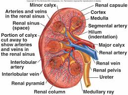 Urinary System Kidney Disease Recipes Chronic Renal Disease Kidney Disease Stages
