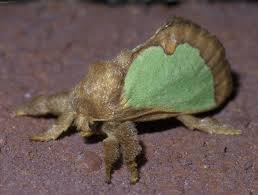 Image result for Euclea