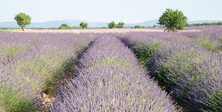 Straße durch die lavendelfelder auf dem plateau de valensole lavendelfeld mit bergen im hintergrund lavendelfeld am straßenrand der lavendelroute Ein Traum In Lila Lavendel In Der Provence