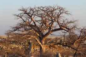 Image result for Sterculia africana