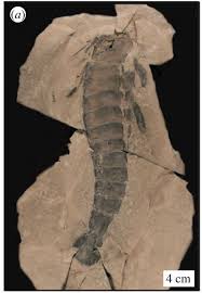 There are 14 genera in the family, in two subfamilies, nepinae and ranatrinae. Closer Look At Ancient Giant Sea Scorpion Suggests Poor Vision Limited Its Hunting Abilities