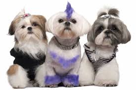Adorable shih tzu hair styles. The 7 Best Haircuts For Shih Tzu