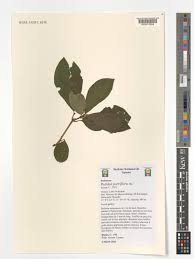 Image result for Rutidea