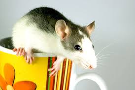 (aufbaustufe) nicht mehr wachsend, seine volle größe besitzend beispiel: Ratte Alle Infos Im Rasseportrat Herz Fuer Tiere De