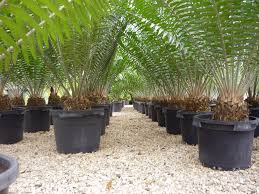 Image result for Encephalartos gratus