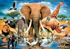 Animals' World HD | ReportingInternetFraud