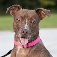 Maybe you would like to learn more about one of these? Safe Haven Puppy Sanctuary In Cookeville Tennessee