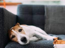 Dog throwing up yellow bile. What To Do If Your Dog Is Vomiting Yellow Bile