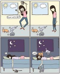 Its time for some #rodeo and #wildwest ⭐ check out the new episode of booba! Cartoon Cats And Funny Image 625705 On Favim Com