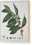 Image result for Coffea schliebenii