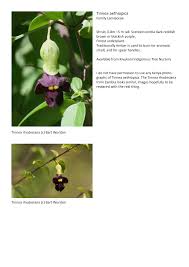 Image result for Tinnea rhodesiana