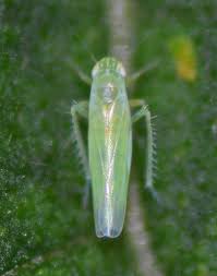 Image result for Empogona sp. A