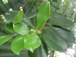 Image result for Psidium cattleianum