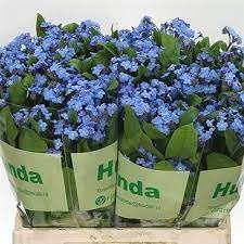 Forget me not flowers for sale. Myosotis Blue Forget Me Nots 40cm Wholesale Dutch Flowers Florist Supplies Uk
