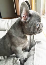Sometimes they will even sing along with you in the car. Jacques Blue French Bulldog Blue Eyes 8 Weeks Bulldog Puppies French Bulldog Puppies Dog Lovers