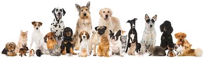 The tracer may be injected, swallowed or inhaled, depending on which. 9 Of The Best Pets For Families With Kids Fetch Pet Care